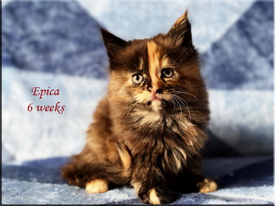 epica6weeks