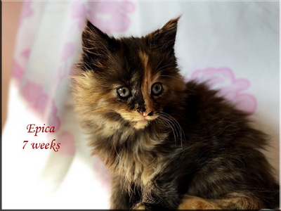 epica7w