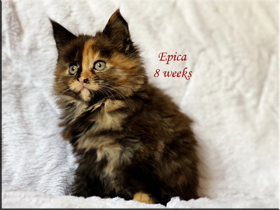 epica8w