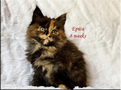 epica8w