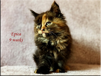 epica9weeks