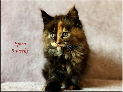 epica9weeks