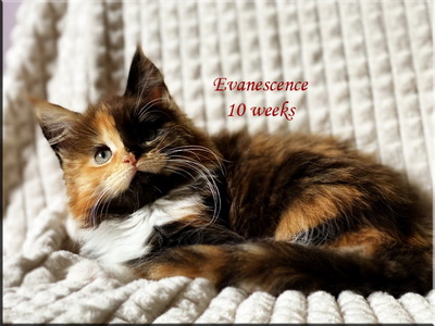 evanescence10weeks