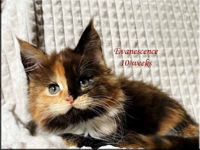 evanescence10weeks