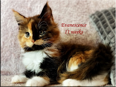 evanescence11weeks