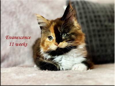 evanescence11weeks