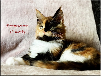 evanescence13weeks