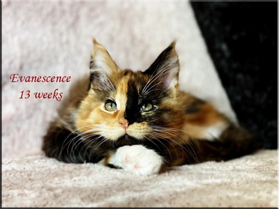 evanescence 13 weeks