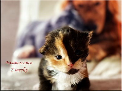 evanescence2weeks