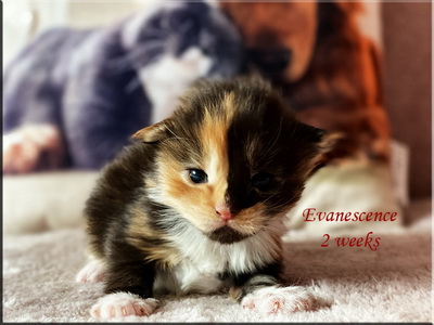 evanescence2weeks