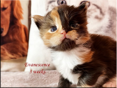 evanescence3weeks