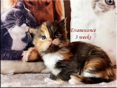 evanescence3weeks