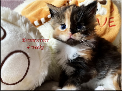 evanescence4w