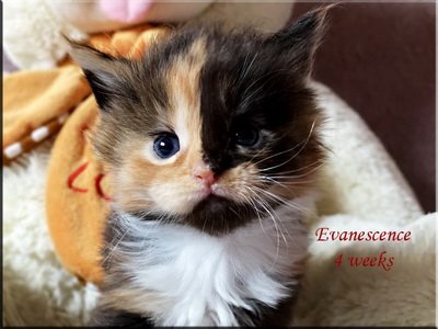 evanescence4w