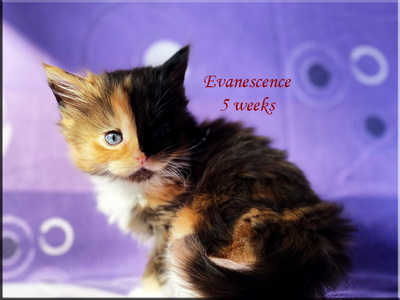 evanescence5w