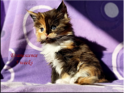 evanescence5w