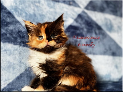 evanescence6weeks