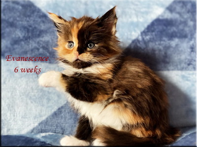 evanescence6weeks