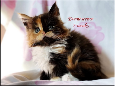 evanescence7w