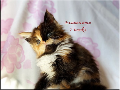 evanescence7w