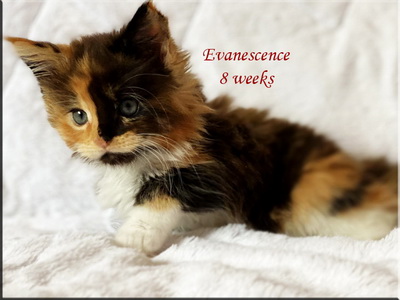 evanescence8w