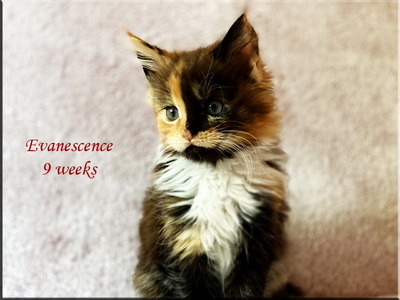 evanescence9weeks