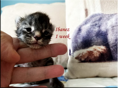 ibanez1week