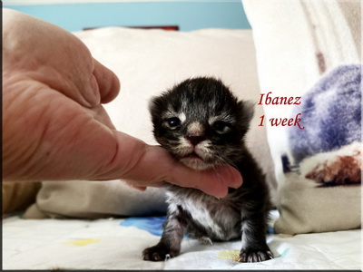 ibanez1week