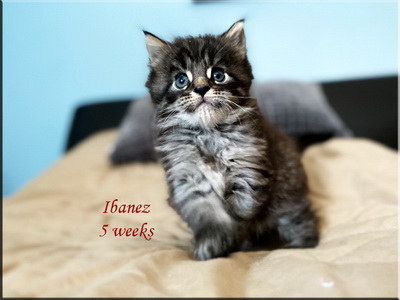 ibanez5weeks