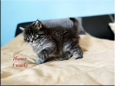 ibanez5weeks