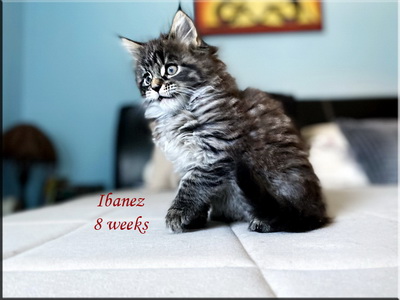 ibanez8weeks