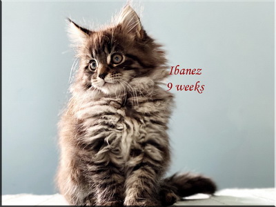 ibanez9weeks