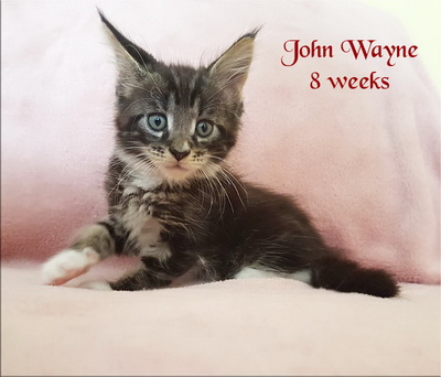 johnwayne8