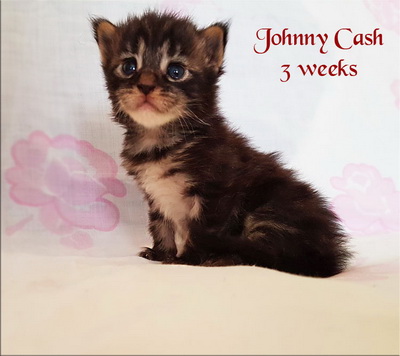 johnny cash3