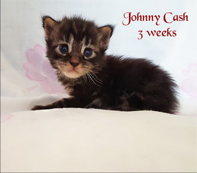 johnny cash3