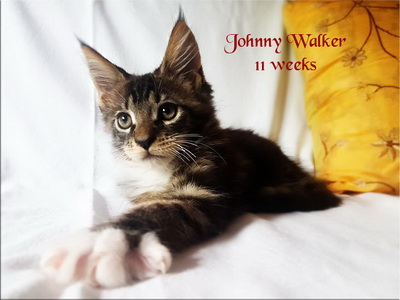 JohnnyWalker11w