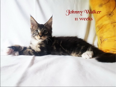 JohnnyWalker11w