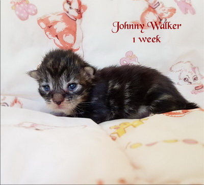 jwalker