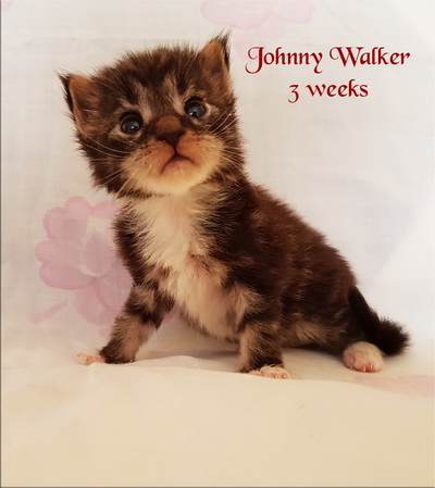 johnny walker3