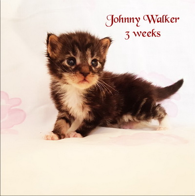 johnny walker3