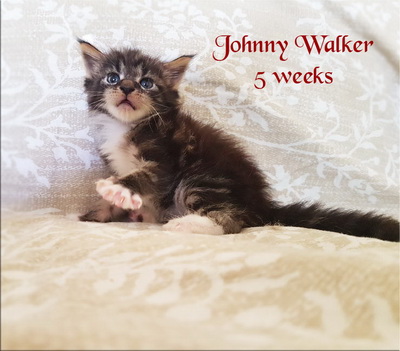 JohnnyWalker5