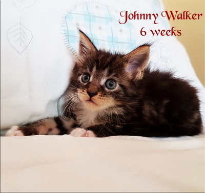 JohnnyWalker6