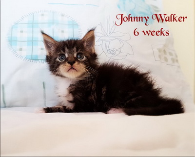 JohnnyWalker6