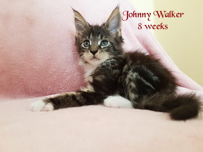 johnnywalker8