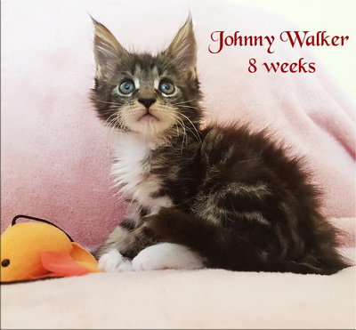johnnywalker8