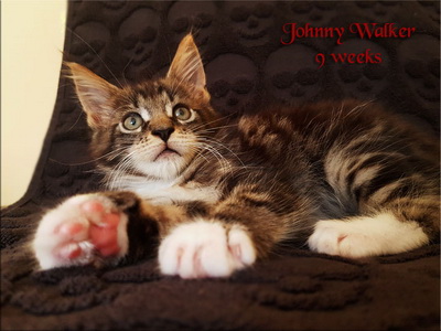 JohnnyWalker9