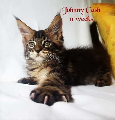 JohnnyCash11w
