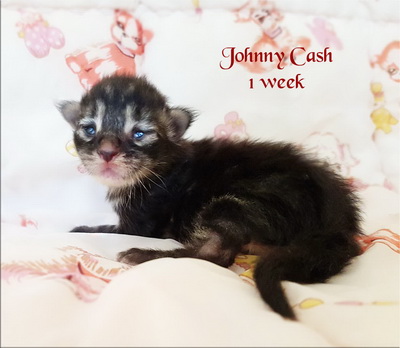 jcash