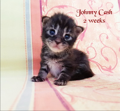 johnny cash2