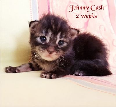 johnny cash2